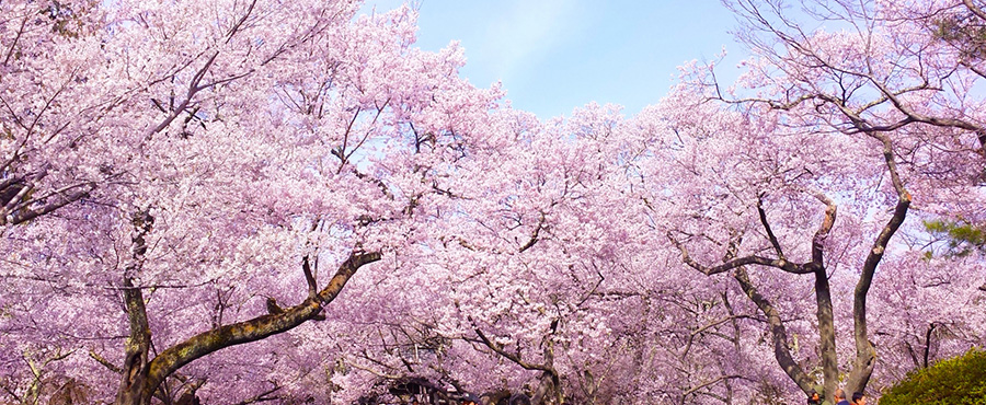 花咲かじいさんと桜